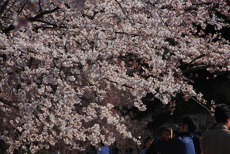 DSC_4756.JPG