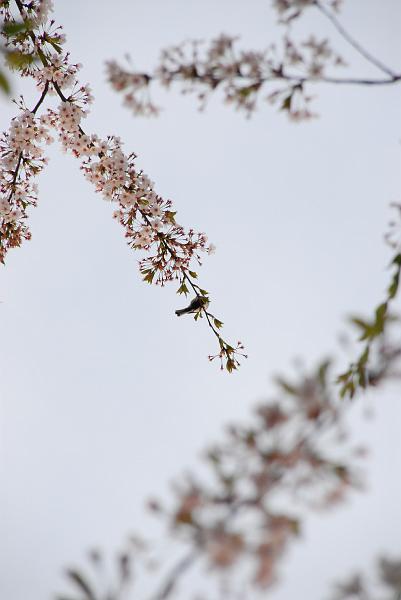 DSC_8926.JPG