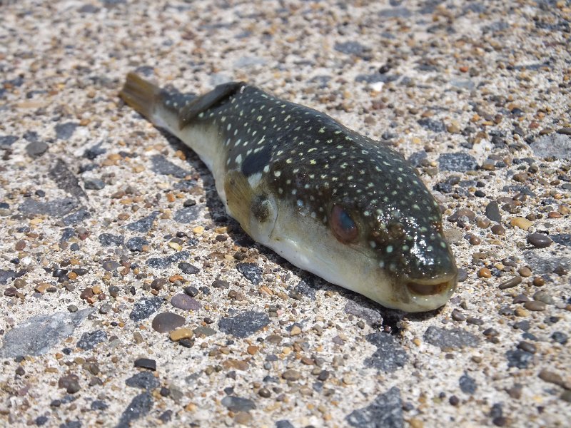 DSCF2616.JPG