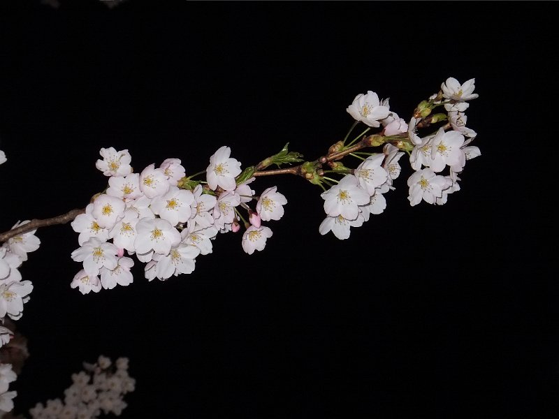 DSCF2299.JPG
