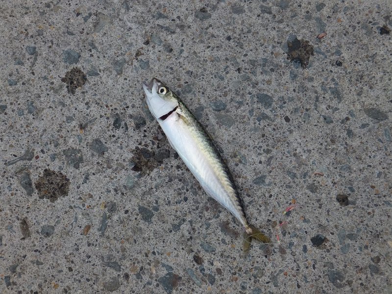 DSCF3466.JPG