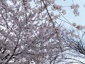 DSCF3280