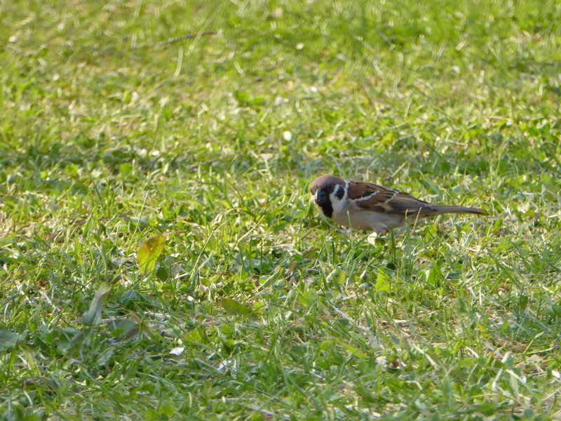 P1000416.JPG