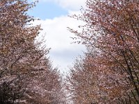 DSC 2414