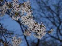 DSC 0220